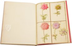 Karlsruher Tulpenbuch – Landeskreditbank Baden-Württemberg – Cod. Karlsruhe 3302 – Badische Landesbibliothek (Karlsruhe, Deutschland)