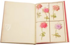 Karlsruher Tulpenbuch – Landeskreditbank Baden-Württemberg – Cod. Karlsruhe 3302 – Badische Landesbibliothek (Karlsruhe, Deutschland)