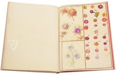 Karlsruher Tulpenbuch – Landeskreditbank Baden-Württemberg – Cod. Karlsruhe 3302 – Badische Landesbibliothek (Karlsruhe, Deutschland)