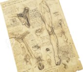 Korpus der anatomischen Studien – Collezione Apocrifa Da Vinci – Royal Library at Windsor Castle (Windsor, Vereinigtes Königreich)