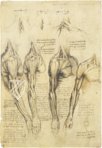 Korpus der anatomischen Studien – Collezione Apocrifa Da Vinci – Royal Library at Windsor Castle (Windsor, Vereinigtes Königreich)