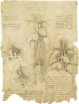 Korpus der anatomischen Studien – Collezione Apocrifa Da Vinci – Royal Library at Windsor Castle (Windsor, Vereinigtes Königreich)