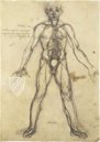 Korpus der anatomischen Studien – Collezione Apocrifa Da Vinci – Royal Library at Windsor Castle (Windsor, Vereinigtes Königreich)