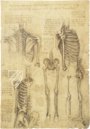 Korpus der anatomischen Studien – Collezione Apocrifa Da Vinci – Royal Library at Windsor Castle (Windsor, Vereinigtes Königreich)