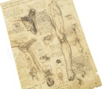 Korpus der anatomischen Studien – Royal Library at Windsor Castle (Windsor, Großbritannien) Faksimile