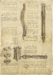 Korpus der anatomischen Studien – Royal Library at Windsor Castle (Windsor, Großbritannien) Faksimile