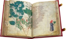 Lateinischer Dioskurides – Chig. F. VII. 158 – Biblioteca Apostolica Vaticana (Vaticanstadt, Vaticanstadt) Faksimile