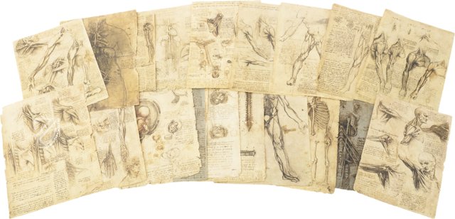 Leonardo da Vinci - Anatomische Studien – Collezione Apocrifa Da Vinci – Royal Library at Windsor Castle (Windsor, Vereinigtes Königreich)
