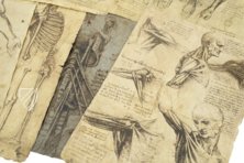 Leonardo da Vinci - Anatomische Studien – Collezione Apocrifa Da Vinci – Royal Library at Windsor Castle (Windsor, Vereinigtes Königreich)
