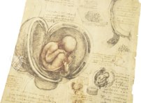 Leonardo da Vinci - Anatomische Studien – Collezione Apocrifa Da Vinci – Royal Library at Windsor Castle (Windsor, Vereinigtes Königreich)