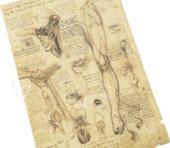 Leonardo da Vinci - Anatomische Studien – Collezione Apocrifa Da Vinci – Royal Library at Windsor Castle (Windsor, Vereinigtes Königreich)