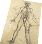 Leonardo da Vinci - Anatomische Studien – Collezione Apocrifa Da Vinci – Royal Library at Windsor Castle (Windsor, Vereinigtes Königreich)