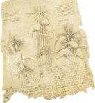 Leonardo da Vinci - Anatomische Studien – Collezione Apocrifa Da Vinci – Royal Library at Windsor Castle (Windsor, Vereinigtes Königreich)