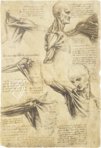 Leonardo da Vinci - Anatomische Studien – Collezione Apocrifa Da Vinci – Royal Library at Windsor Castle (Windsor, Vereinigtes Königreich)