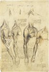 Leonardo da Vinci - Anatomische Studien – Collezione Apocrifa Da Vinci – Royal Library at Windsor Castle (Windsor, Vereinigtes Königreich)