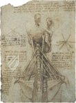 Leonardo da Vinci - Anatomische Studien – Collezione Apocrifa Da Vinci – Royal Library at Windsor Castle (Windsor, Vereinigtes Königreich)