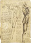 Leonardo da Vinci - Anatomische Studien – Collezione Apocrifa Da Vinci – Royal Library at Windsor Castle (Windsor, Vereinigtes Königreich)