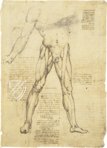 Leonardo da Vinci - Anatomische Studien – Collezione Apocrifa Da Vinci – Royal Library at Windsor Castle (Windsor, Vereinigtes Königreich)