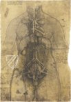 Leonardo da Vinci - Anatomische Studien – Collezione Apocrifa Da Vinci – Royal Library at Windsor Castle (Windsor, Vereinigtes Königreich)