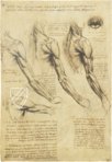 Leonardo da Vinci - Anatomische Studien – Collezione Apocrifa Da Vinci – Royal Library at Windsor Castle (Windsor, Vereinigtes Königreich)