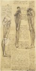 Leonardo da Vinci - Anatomische Studien – Collezione Apocrifa Da Vinci – Royal Library at Windsor Castle (Windsor, Vereinigtes Königreich)