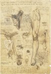 Leonardo da Vinci - Anatomische Studien – Collezione Apocrifa Da Vinci – Royal Library at Windsor Castle (Windsor, Vereinigtes Königreich)