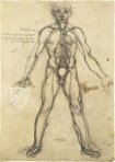 Leonardo da Vinci - Anatomische Studien – Collezione Apocrifa Da Vinci – Royal Library at Windsor Castle (Windsor, Vereinigtes Königreich)
