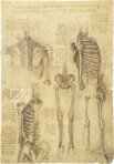 Leonardo da Vinci - Anatomische Studien – Collezione Apocrifa Da Vinci – Royal Library at Windsor Castle (Windsor, Vereinigtes Königreich)
