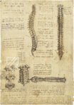 Leonardo da Vinci - Anatomische Studien – Collezione Apocrifa Da Vinci – Royal Library at Windsor Castle (Windsor, Vereinigtes Königreich)