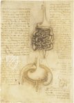 Leonardo da Vinci - Anatomische Studien – Collezione Apocrifa Da Vinci – Royal Library at Windsor Castle (Windsor, Vereinigtes Königreich)