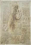 Leonardo da Vinci - Anatomische Studien – Collezione Apocrifa Da Vinci – Royal Library at Windsor Castle (Windsor, Vereinigtes Königreich)