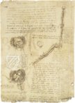 Leonardo da Vinci - Anatomische Studien – Collezione Apocrifa Da Vinci – Royal Library at Windsor Castle (Windsor, Vereinigtes Königreich)