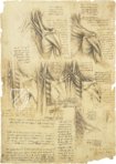 Leonardo da Vinci - Anatomische Studien – Collezione Apocrifa Da Vinci – Royal Library at Windsor Castle (Windsor, Vereinigtes Königreich)