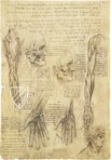 Leonardo da Vinci - Anatomische Studien – Collezione Apocrifa Da Vinci – Royal Library at Windsor Castle (Windsor, Vereinigtes Königreich)