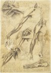 Leonardo da Vinci - Anatomische Studien – Collezione Apocrifa Da Vinci – Royal Library at Windsor Castle (Windsor, Vereinigtes Königreich)