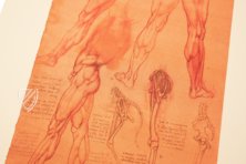 Leonardo da Vinci - Anatomische Studien – Royal Library at Windsor Castle (Windsor, Großbritannien) Faksimile