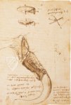 Leonardo da Vinci: Codex vom Flug der Vögel – Giunti Editore – Biblioteca Reale di Torino (Turin, Italien)