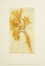 Leonardo da Vinci - Zeichnungen Landschaften, Pflanzen und Wasserstudien Faksimile