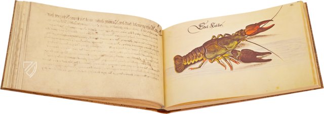 Leonhard Baldner: Buch der Fische, Vögel und Säugetiere – Müller & Schindler – 2° Ms. phys. et hist. nat. – Universitätsbibliothek Kassel (Kassel, Deutschland)