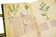 Medizinische Enzyklopädie Kaiser Wenzels – Ms. 459 – Biblioteca Casanatense (Rom, Italien) Faksimile