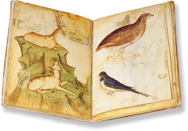 Musterbuch des Giovannino de Grassi – Il Bulino, edizioni d'arte – ms. VII. 14 – Biblioteca Civica Angelo Mai (Bergamo, Italien)