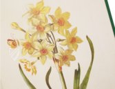 Neues Blumenbuch – Prestel Verlag – S.B.760 – Sächsische Landesbibliothek – Staats- und Universitätsbibliothek (Dresden, Deutschland)