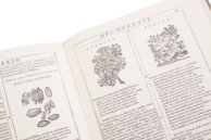 Neues Herbarium von Castore Durante – Priuli & Verlucca, editori – Biblioteca del Museo Regionale di Scienze Naturali di Torino (Turin, Italien)