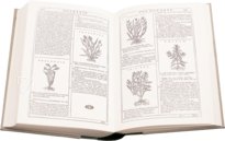 Neues Herbarium von Castore Durante – Priuli & Verlucca, editori – Biblioteca del Museo Regionale di Scienze Naturali di Torino (Turin, Italien)