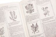 Neues Herbarium von Castore Durante – Priuli & Verlucca, editori – Biblioteca del Museo Regionale di Scienze Naturali di Torino (Turin, Italien)