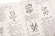 Neues Herbarium von Castore Durante – Priuli & Verlucca, editori – Biblioteca del Museo Regionale di Scienze Naturali di Torino (Turin, Italien)