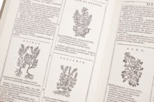 Neues Herbarium von Castore Durante – Priuli & Verlucca, editori – Biblioteca del Museo Regionale di Scienze Naturali di Torino (Turin, Italien)