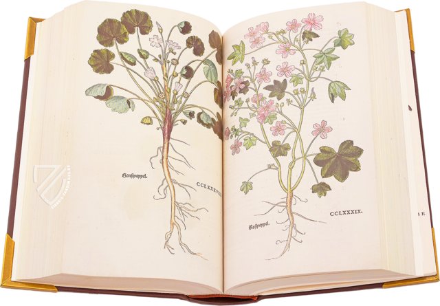 Neues Kräuterbuch - Leonhart Fuchs – Archiv Verlag – Lo I 6 – Universitätsbibliothek Basel (Basel, Schweiz)