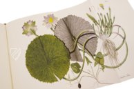 Paul Kitaibel: Descriptiones Et Icones Plantarum Rariorum Hungariae Faksimile