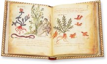 Theriaka und Alexipharmaka von Nikandros  – M. Moleiro Editor – Supplément grec 247 – Bibliothèque nationale de France (Paris, Frankreich)